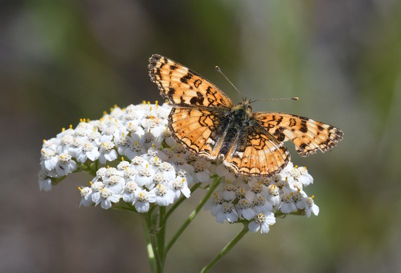 Pale Crescent: Phyciodes pallida