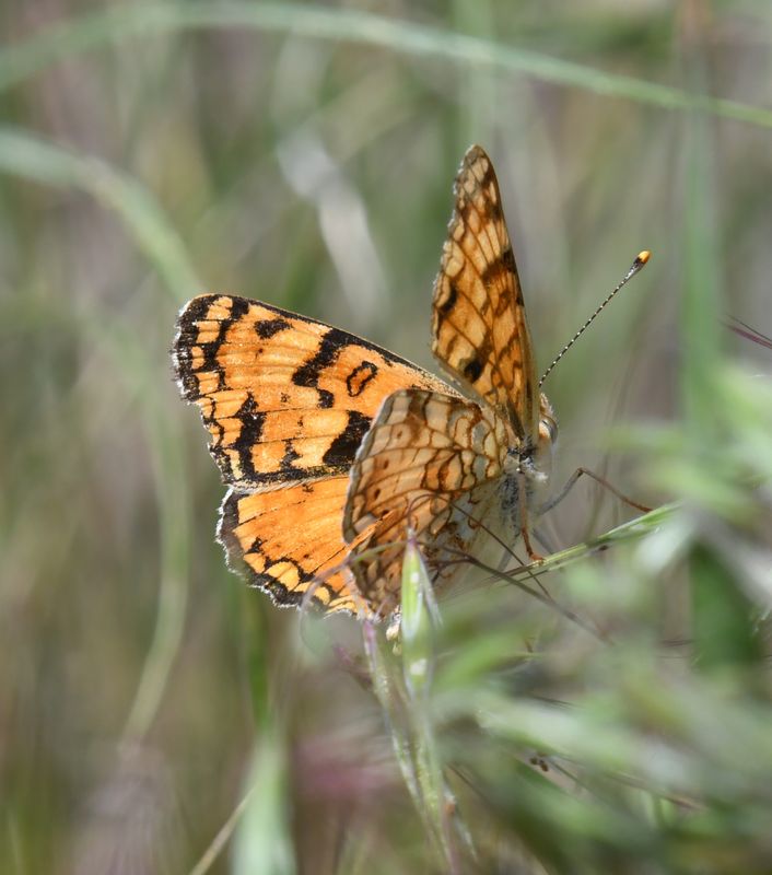 Pale Crescent: Phyciodes pallida