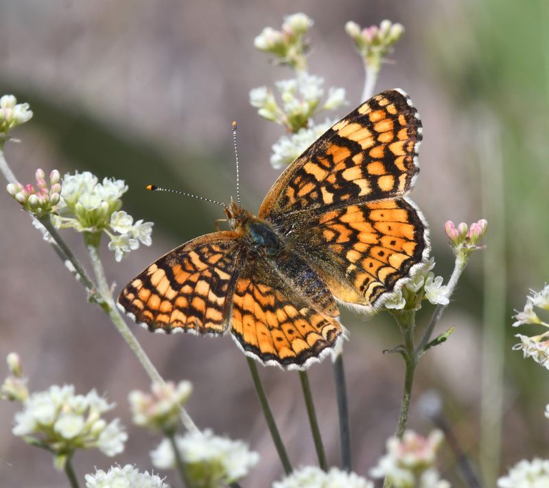Pale Crescent: Phyciodes pallida