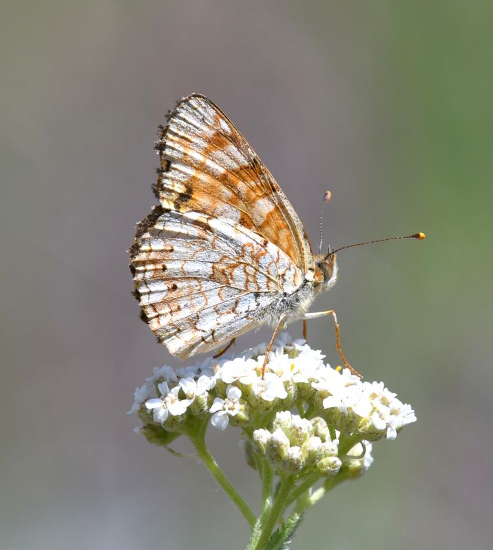 Pale Crescent: Phyciodes pallida