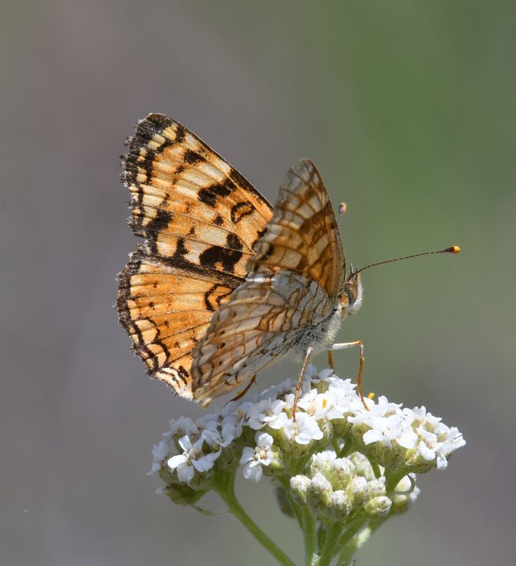 Pale Crescent: Phyciodes pallida