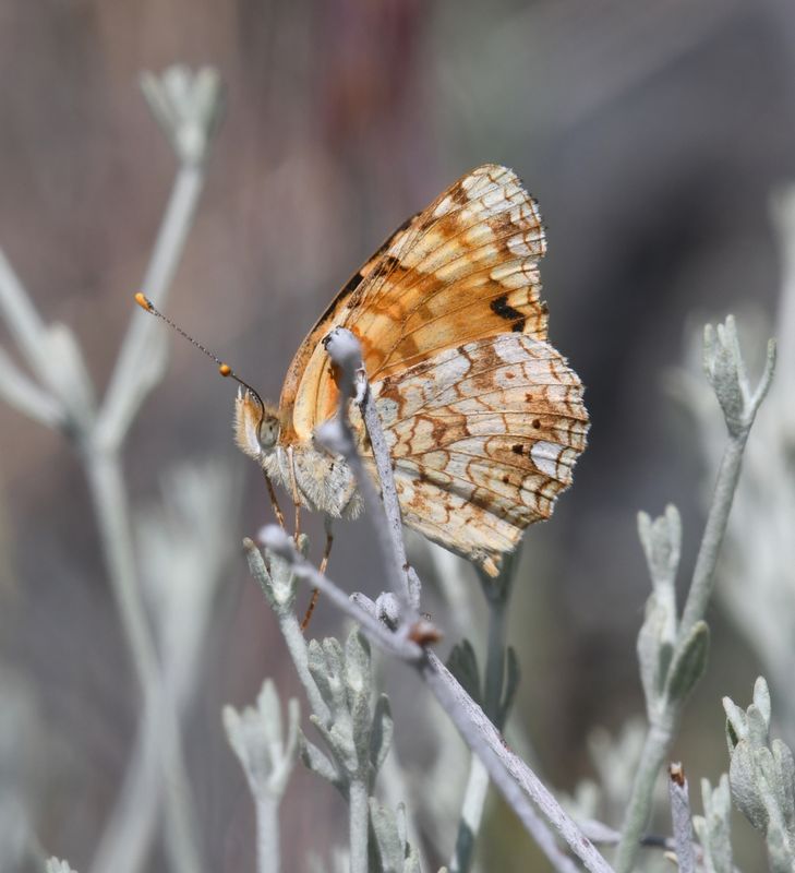 Pale Crescent: Phyciodes pallida