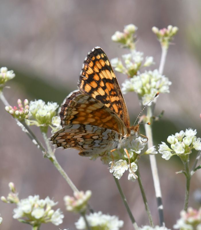 Pale Crescent: Phyciodes pallida