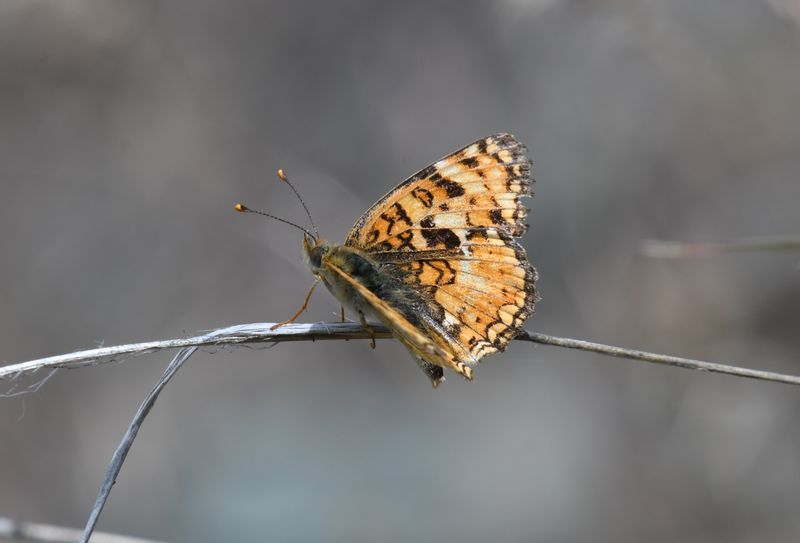 Pale Crescent: Phyciodes pallida