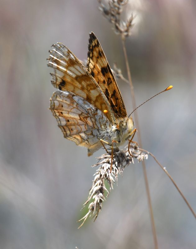 Pale Crescent: Phyciodes pallida