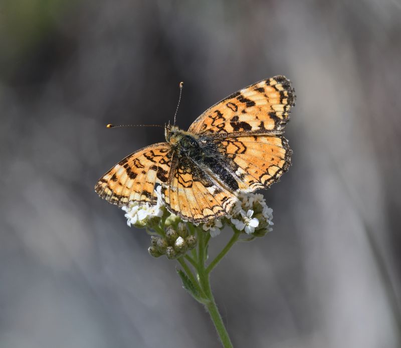 Pale Crescent: Phyciodes pallida