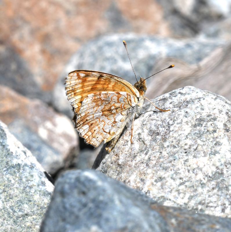 Pale Crescent: Phyciodes pallida