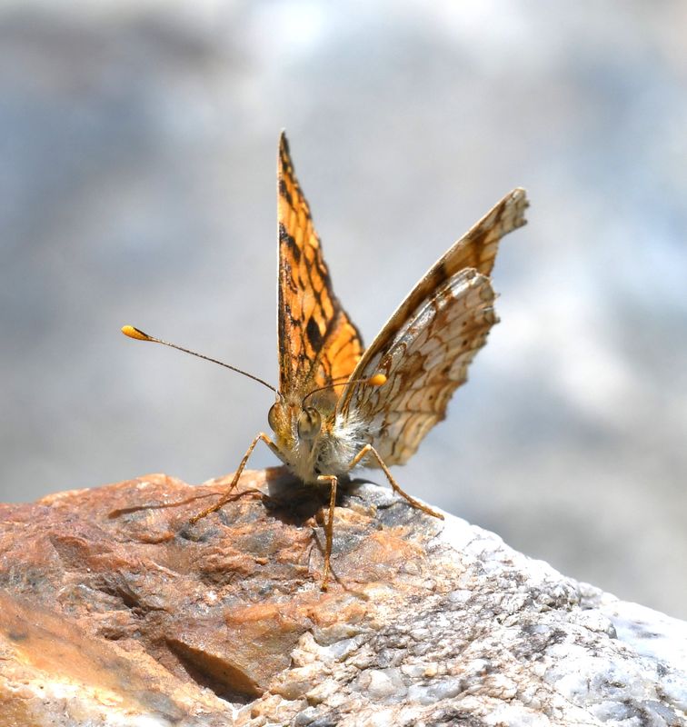 Pale Crescent: Phyciodes pallida