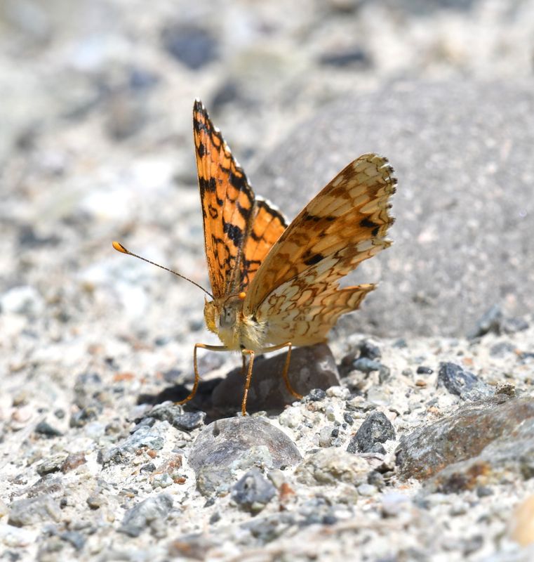 Pale Crescent: Phyciodes pallida