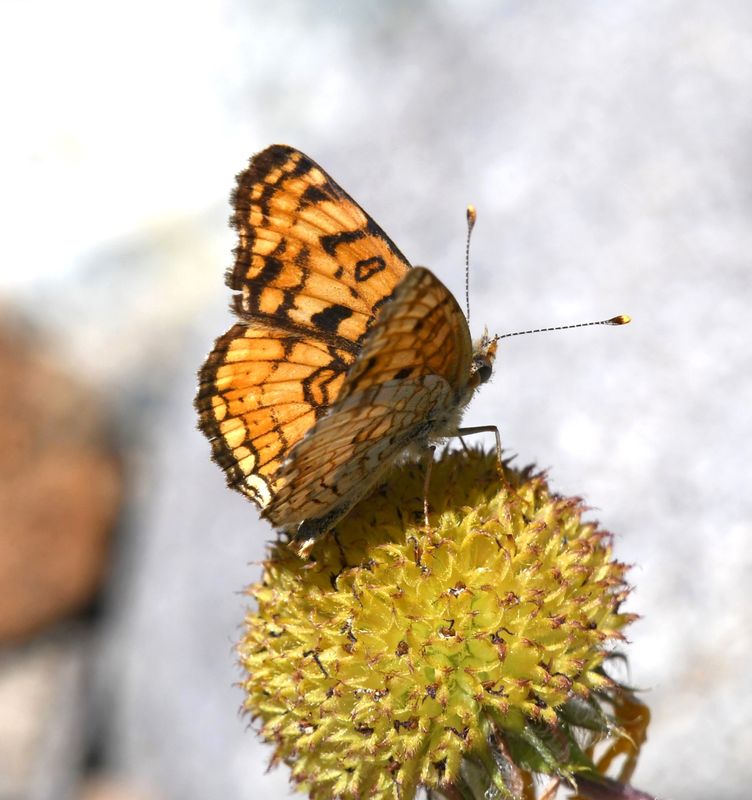 Pale Crescent: Phyciodes pallida