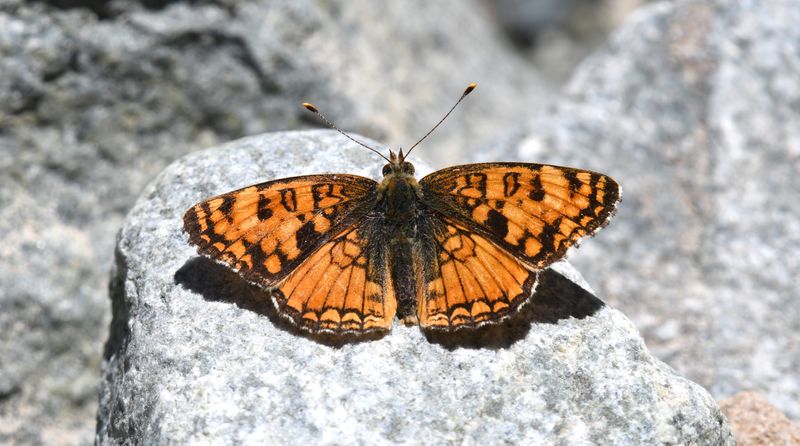 Pale Crescent: Phyciodes pallida