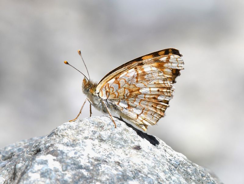 Pale Crescent: Phyciodes pallida