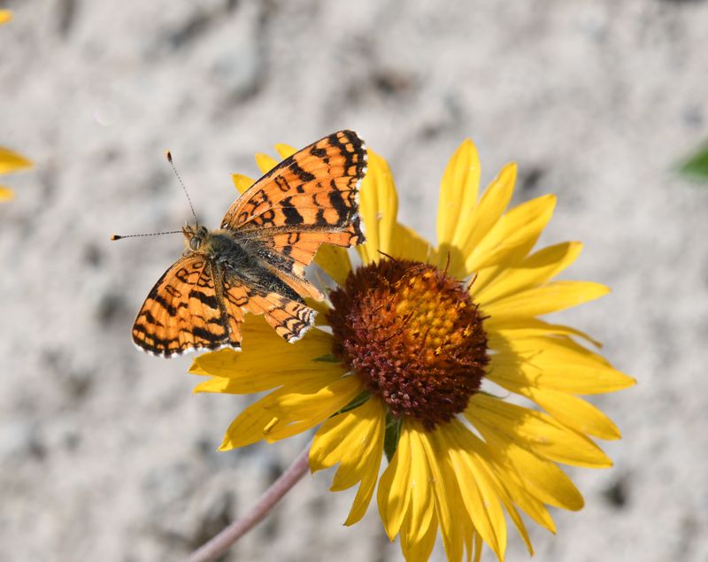 Pale Crescent: Phyciodes pallida