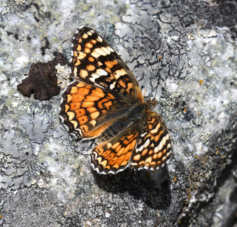 Pale Crescent: Phyciodes pallida