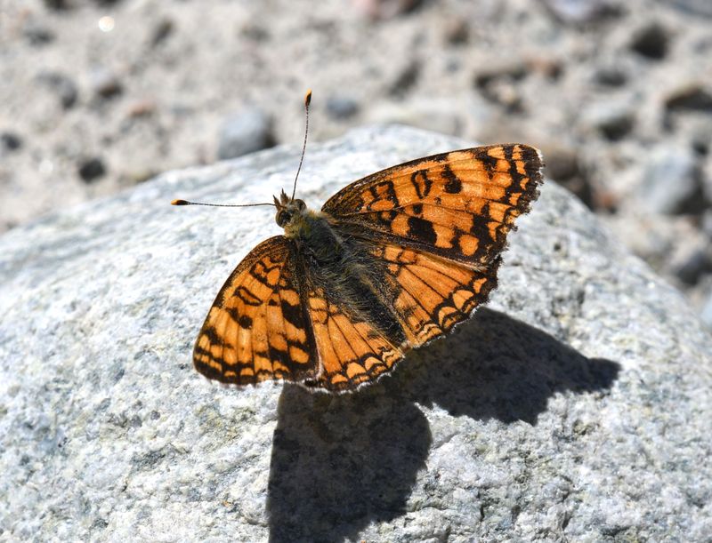 Pale Crescent: Phyciodes pallida