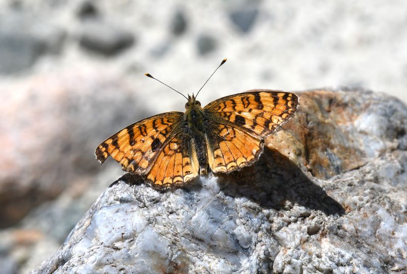 Pale Crescent: Phyciodes pallida