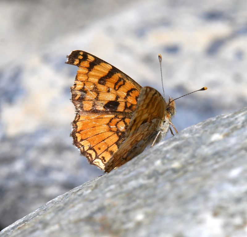 Pale Crescent: Phyciodes pallida