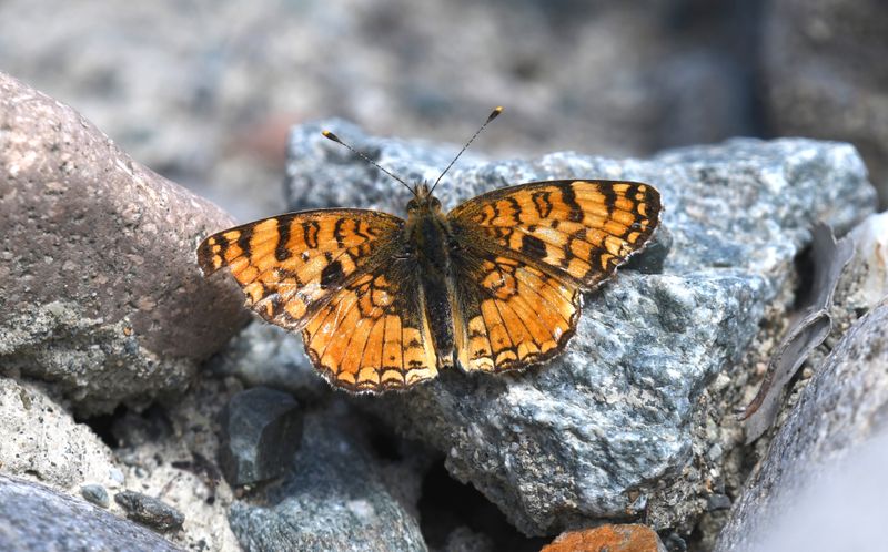 Pale Crescent: Phyciodes pallida