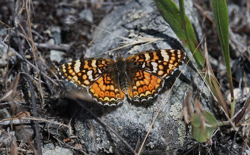 Pale Crescent: Phyciodes pallida