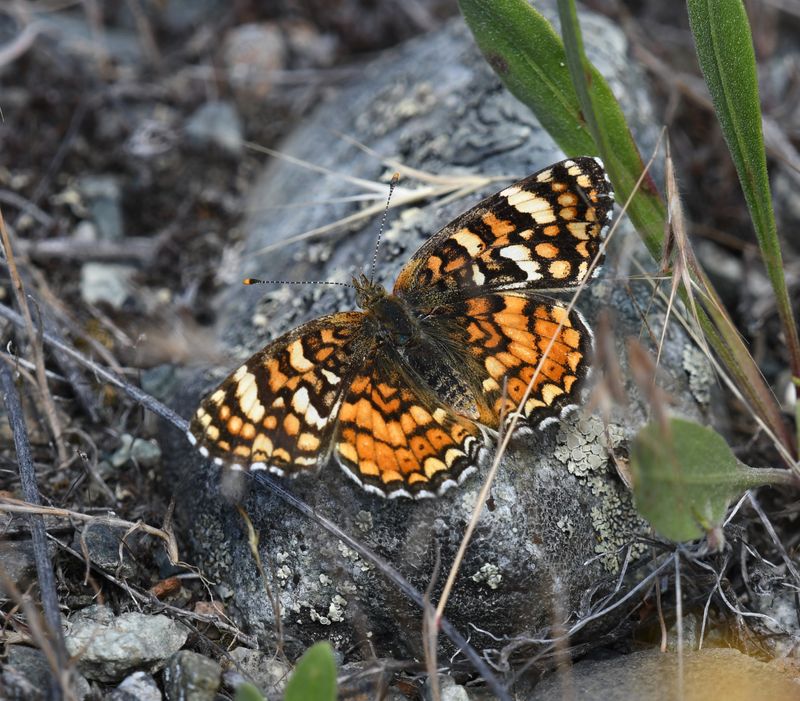 Pale Crescent: Phyciodes pallida