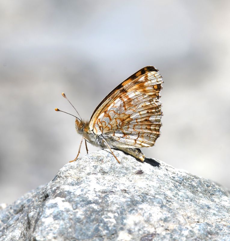 Pale Crescent: Phyciodes pallida