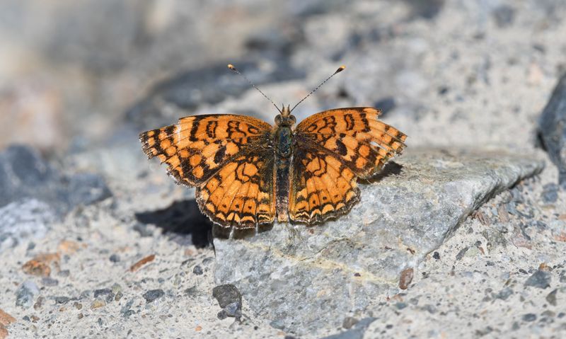Pale Crescent: Phyciodes pallida