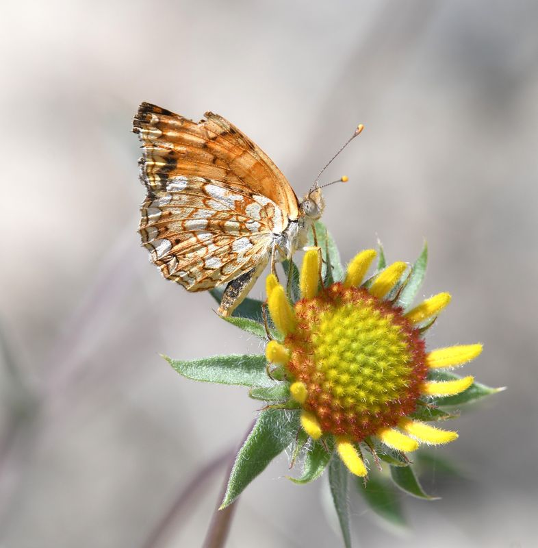 Pale Crescent: Phyciodes pallida