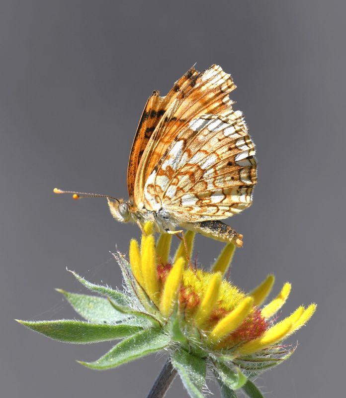 Pale Crescent: Phyciodes pallida
