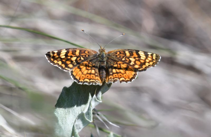 Pale Crescent: Phyciodes pallida