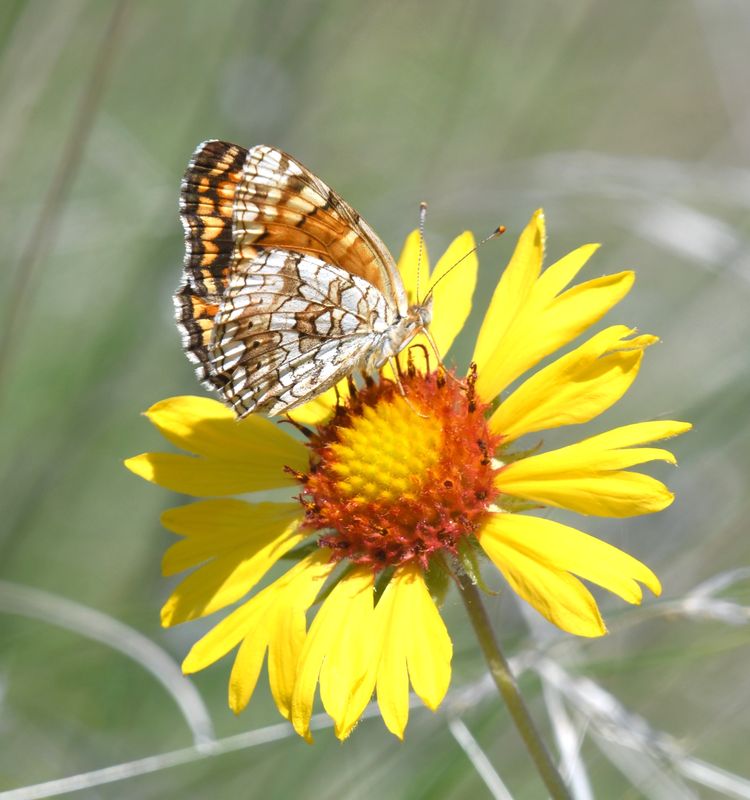 Pale Crescent: Phyciodes pallida