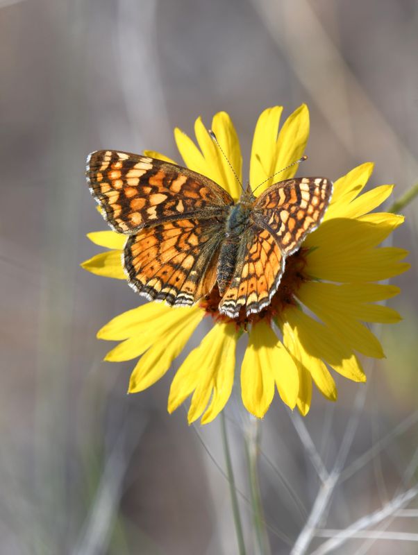 Pale Crescent: Phyciodes pallida