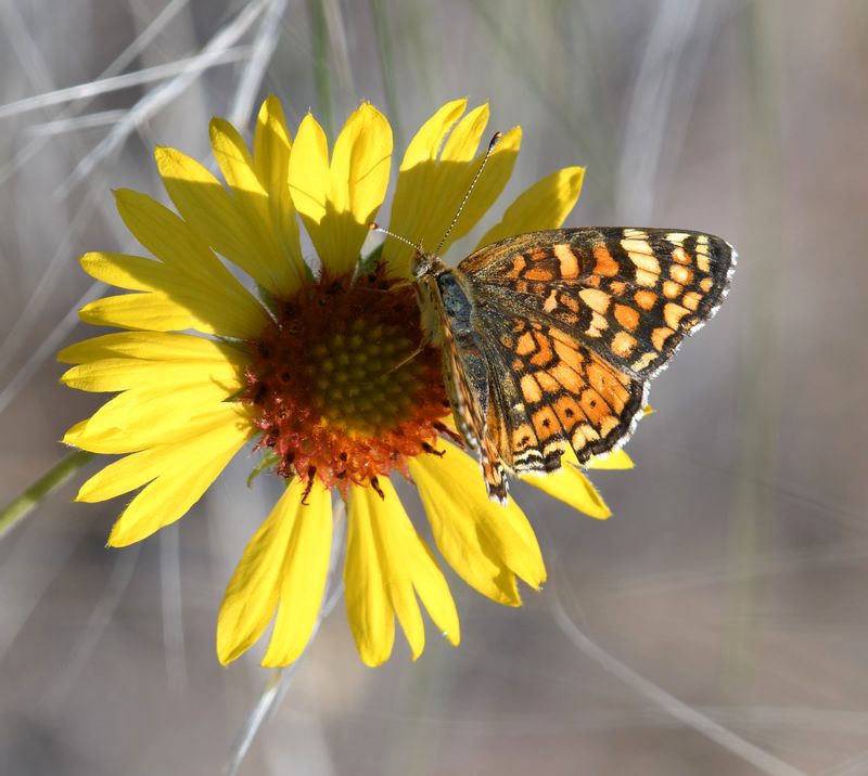 Pale Crescent: Phyciodes pallida