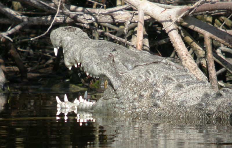 Crocodile, American