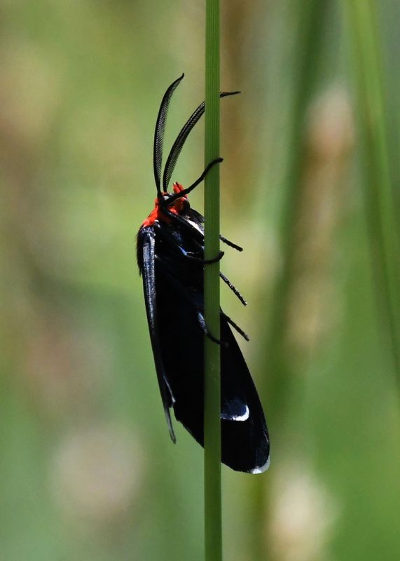 Red-shouldered Ctenucha