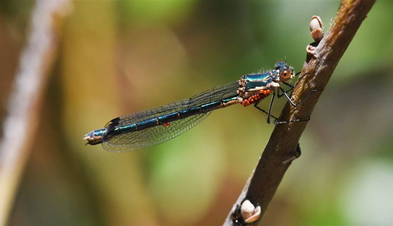 Damselfly