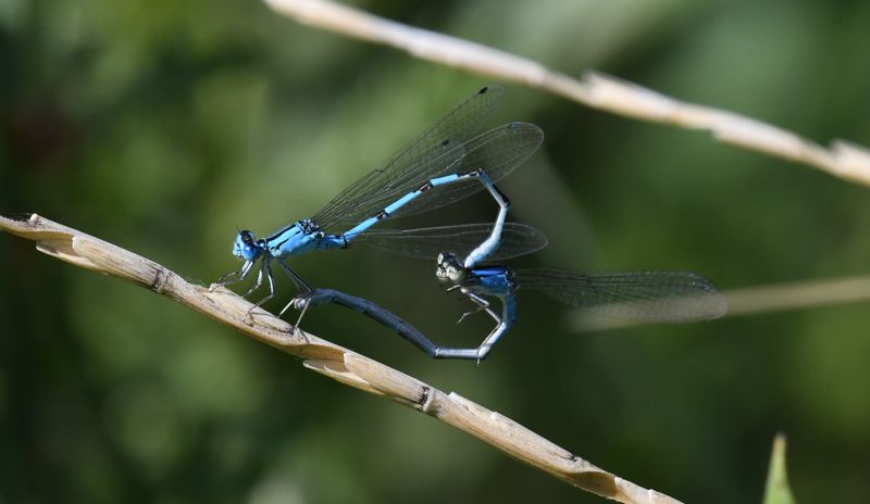 Damselfly