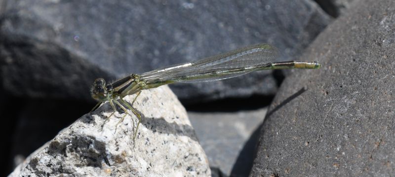 Damselfly
