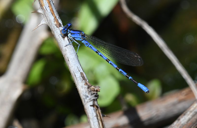 Damselfly