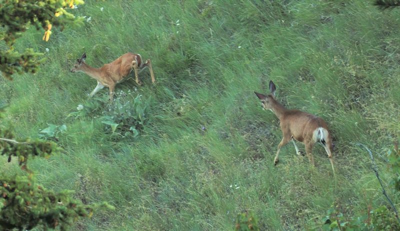 White-tailed and Mule Deer