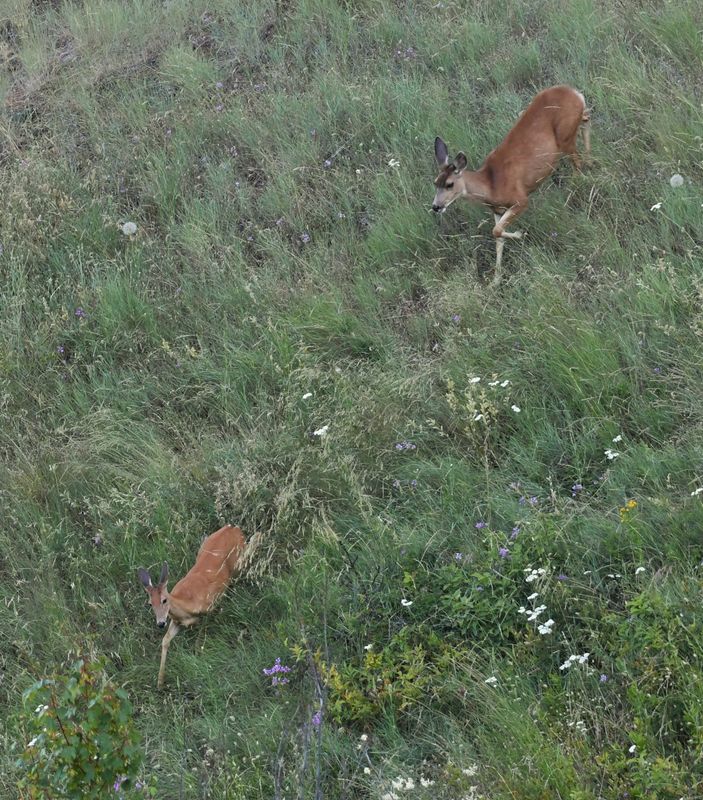 Deer, Mule
