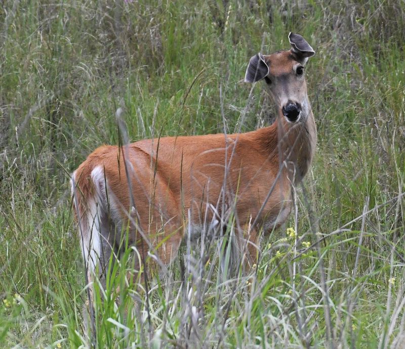 Deer, White-tailed