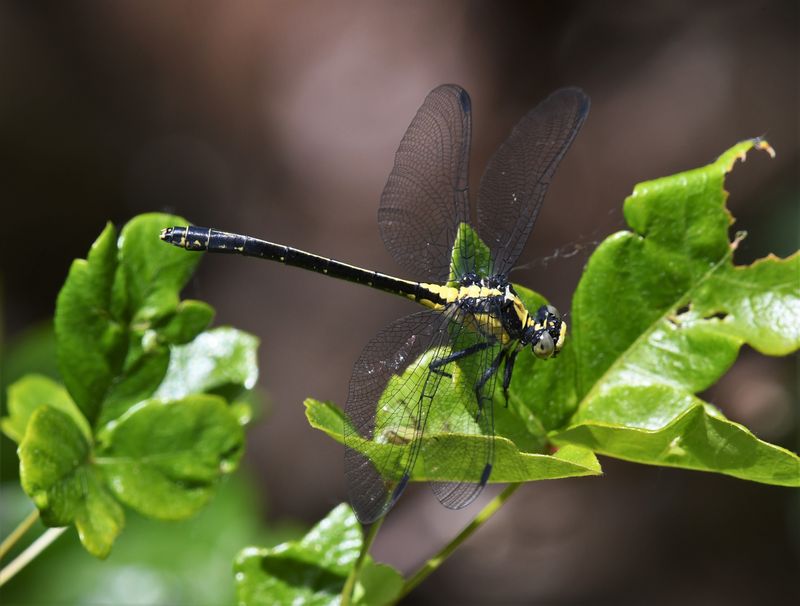 Dragonfly