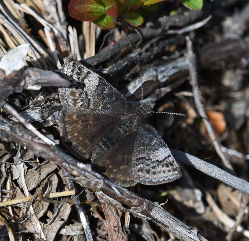 Dreamy Duskywing: Erynnis icelus