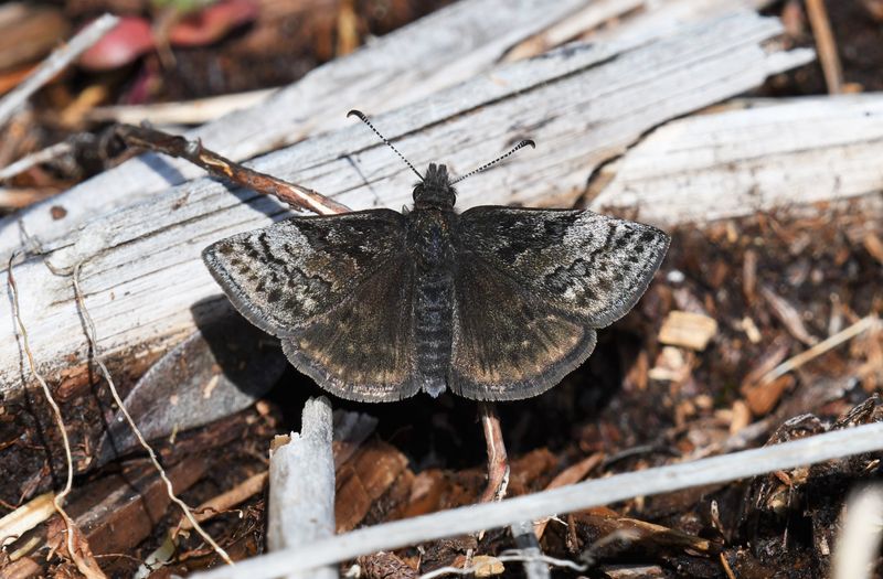 Dreamy Duskywing: Erynnis icelus