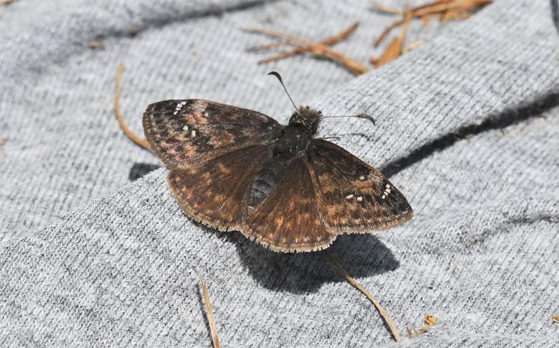 Pacuvius Duskywing: Erynnis pacuvius