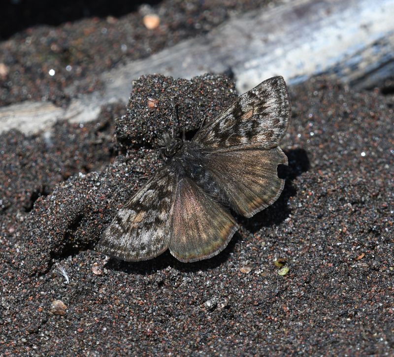Pacuvius Duskywing: Erynnis pacuvius