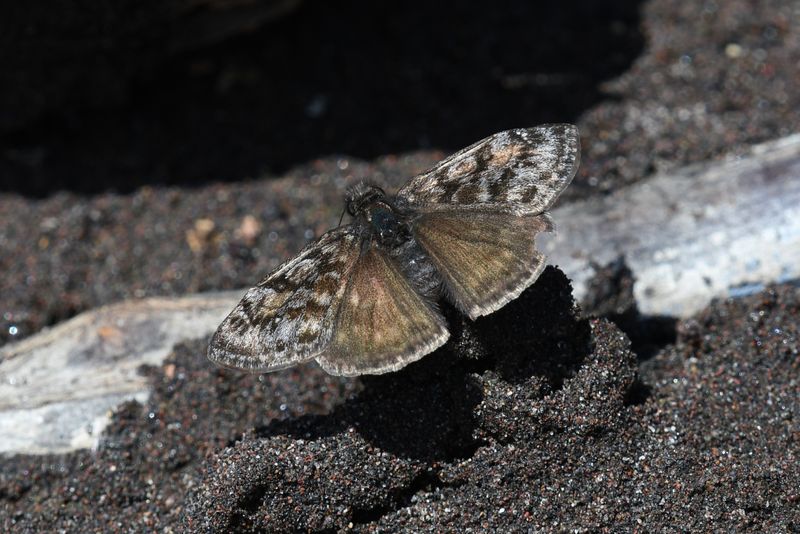 Pacuvius Duskywing: Erynnis pacuvius