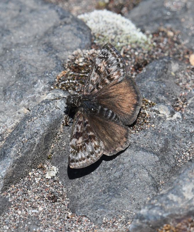 Pacuvius Duskywing: Erynnis pacuvius