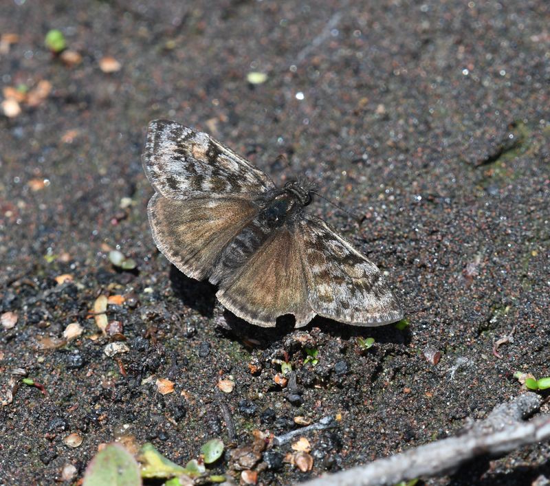 Pacuvius Duskywing: Erynnis pacuvius