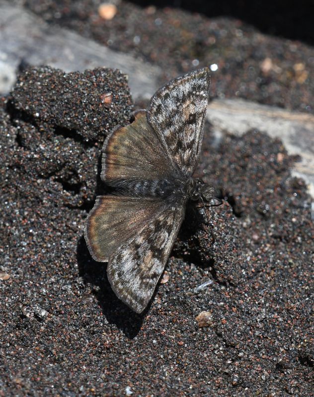 Pacuvius Duskywing: Erynnis pacuvius